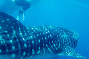 Donsole Whale Sharks